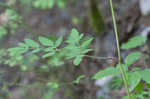 Hairy angelica